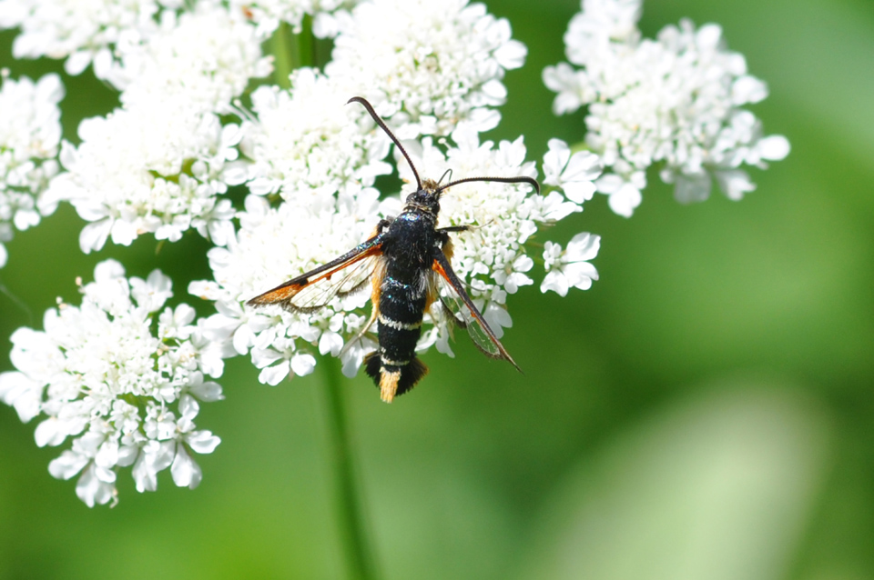 Altra Sisiidae da ID